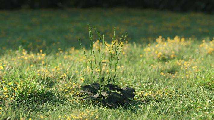 Plantas pequeñas Volumen 1 - Imagen renderizada 30