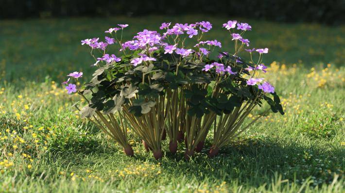 Plantas pequeñas Volumen 1 - Imagen renderizada 31