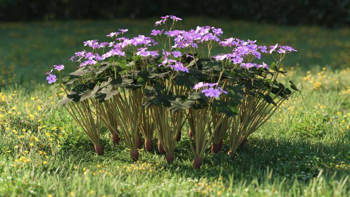 Plantas pequeñas Volumen 1 - Imagen renderizada 32