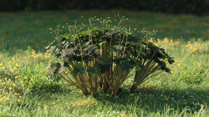 Plantas pequeñas Volumen 1 - Imagen renderizada 33