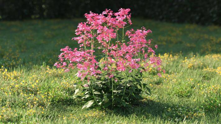 Plantas pequeñas Volumen 1 - Imagen renderizada 34