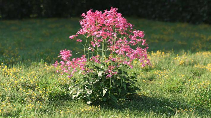 Plantas pequeñas Volumen 1 - Imagen renderizada 35