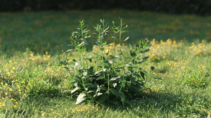 Plantas pequeñas Volumen 1 - Imagen renderizada 36