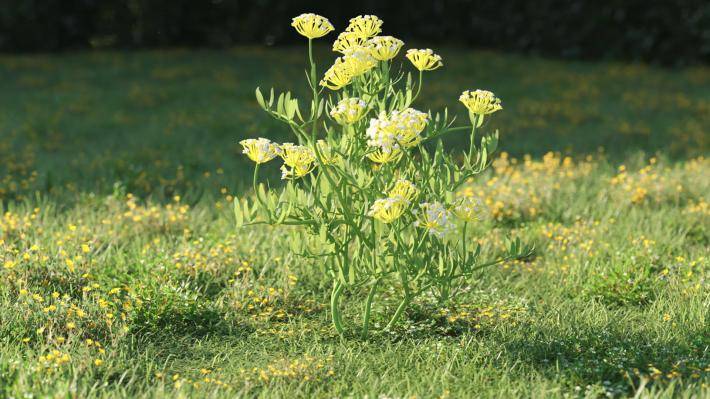 Plantas pequeñas Volumen 1 - Imagen renderizada 37