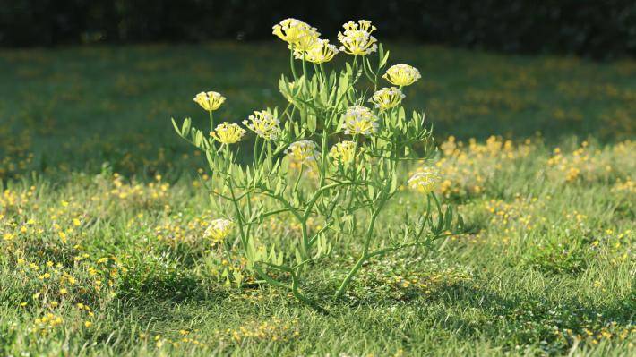 Plantas pequeñas Volumen 1 - Imagen renderizada 38