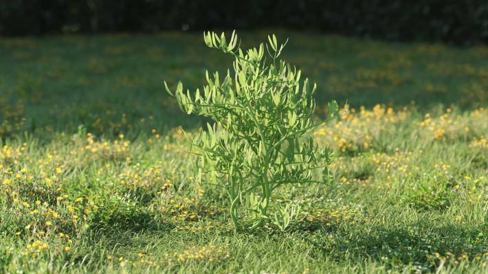 Plantas pequeñas Volumen 1 - Imagen renderizada 39