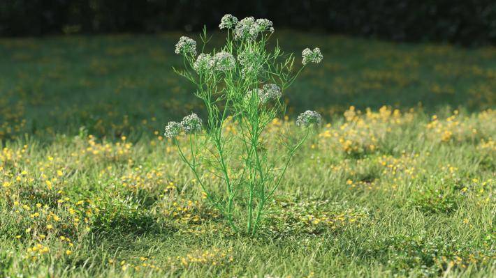 Plantas pequeñas Volumen 1 - Imagen renderizada 40