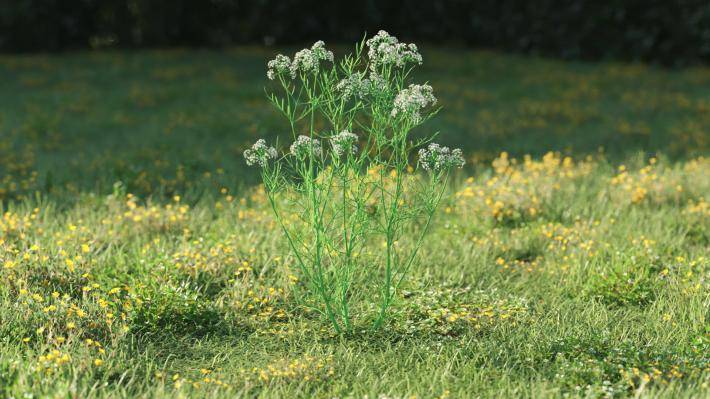 Plantas pequeñas Volumen 1 - Imagen renderizada 41
