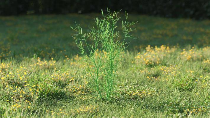 Plantas pequeñas Volumen 1 - Imagen renderizada 42