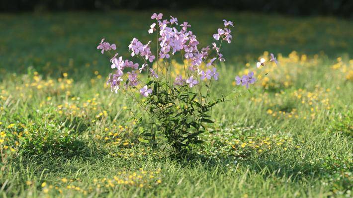 Plantas pequeñas Volumen 1 - Imagen renderizada 43