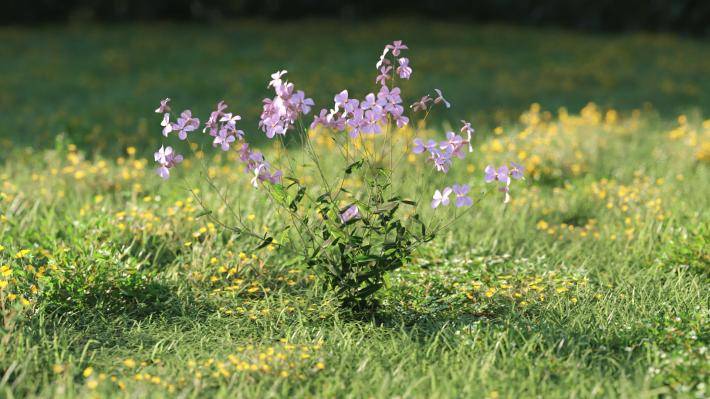 Plantas pequeñas Volumen 1 - Imagen renderizada 44