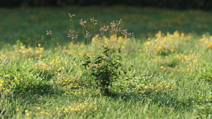 Plantas pequeñas Volumen 1 - Imagen renderizada 45
