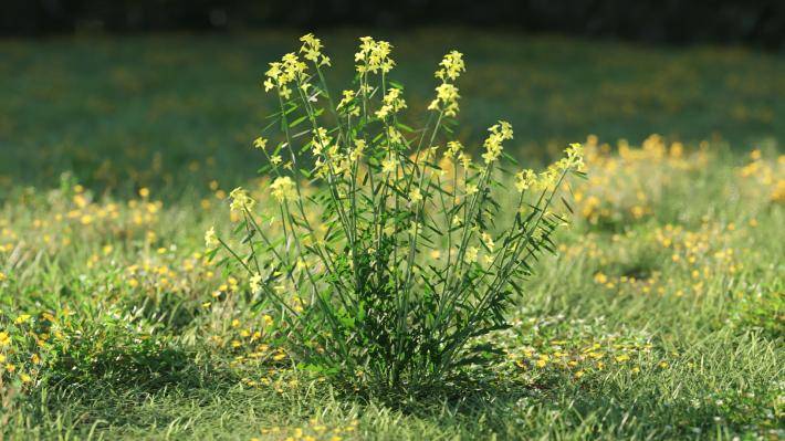 Plantas pequeñas Volumen 1 - Imagen renderizada 46