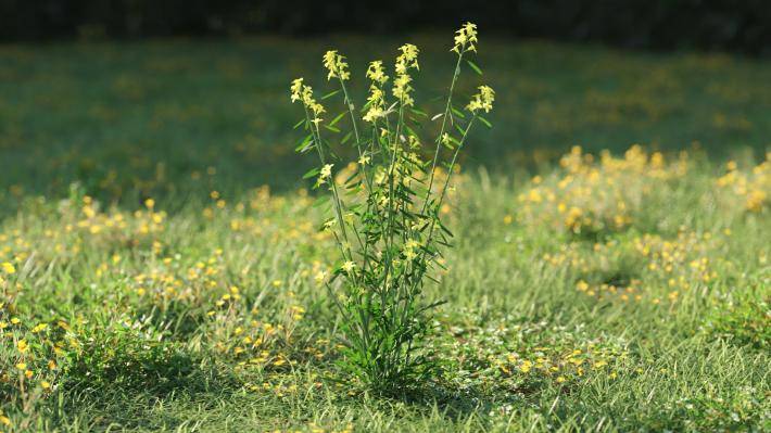 Plantas pequeñas Volumen 1 - Imagen renderizada 47