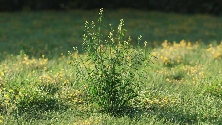 Plantas pequeñas Volumen 1 - Imagen renderizada 48
