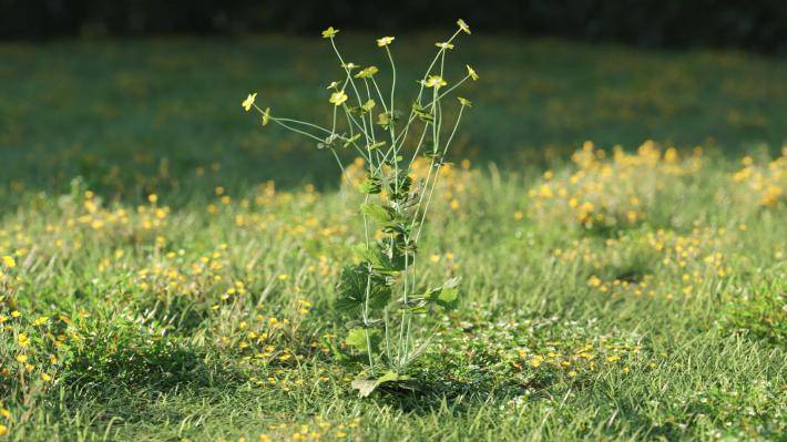 Plantas pequeñas Volumen 1 - Imagen renderizada 49
