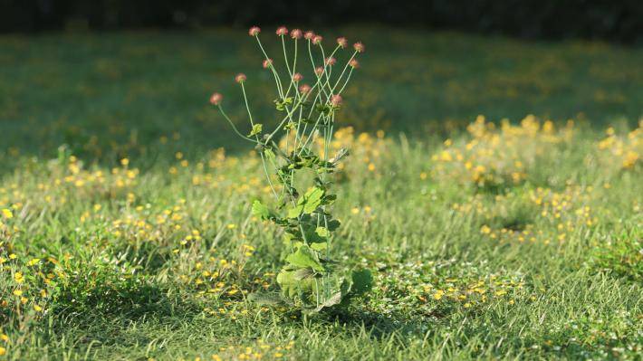 Plantas pequeñas Volumen 1 - Imagen renderizada 50