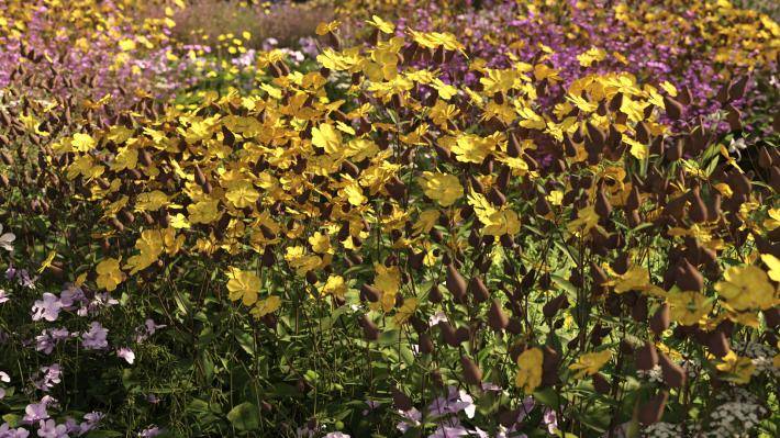 Маленькие растения Том 2 - Рендерированное изображение 1