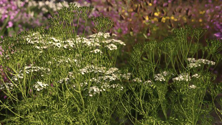 Маленькие растения Том 2 - Рендерированное изображение 2