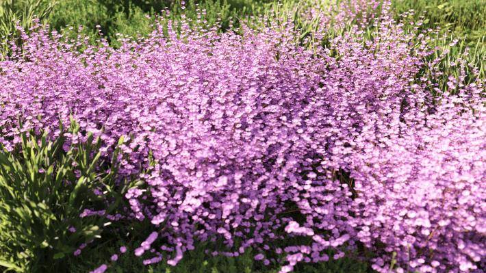 Маленькие растения Том 2 - Рендерированное изображение 3