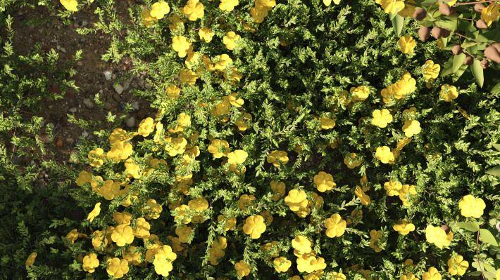 Маленькие растения Том 2 - Рендерированное изображение 4