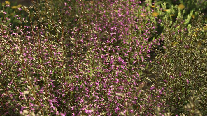 Маленькие растения Том 2 - Рендерированное изображение 5