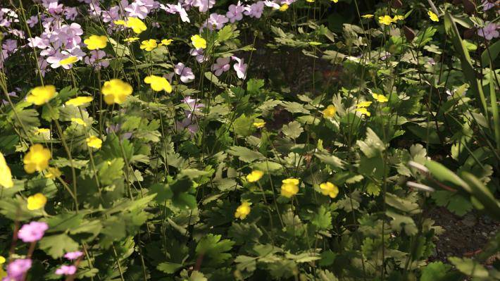 Маленькие растения Том 2 - Рендерированное изображение 6