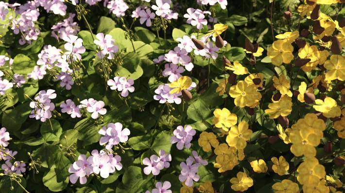 Маленькие растения Том 2 - Рендерированное изображение 7