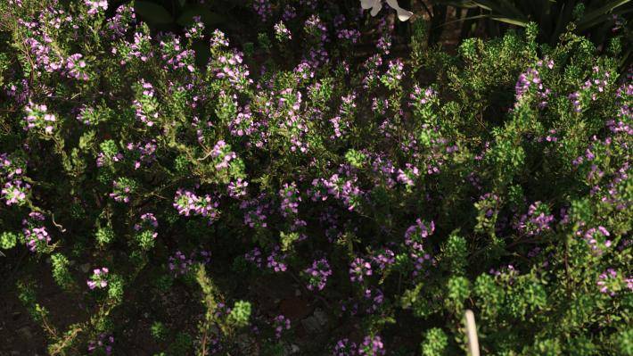 Маленькие растения Том 2 - Рендерированное изображение 8