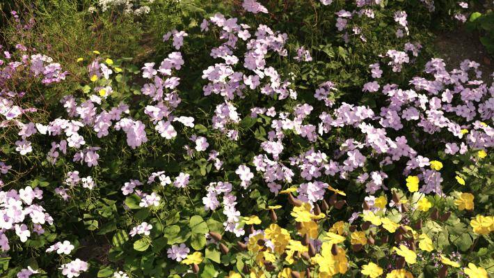 Маленькие растения Том 2 - Рендерированное изображение 9