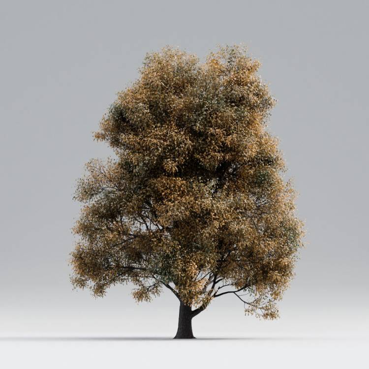 Black Poplar Early Fall 1 - Rendered Image 1