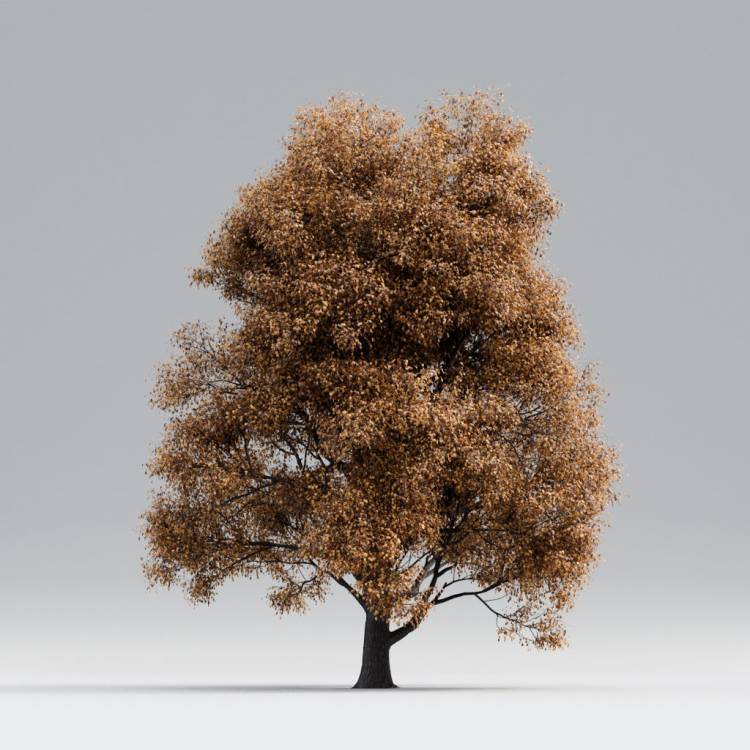 Black Poplar Late Fall 1 - Image rendue 1