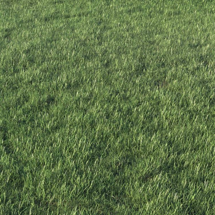 Grass Base Layer 1 - Detail - Image rendue 1