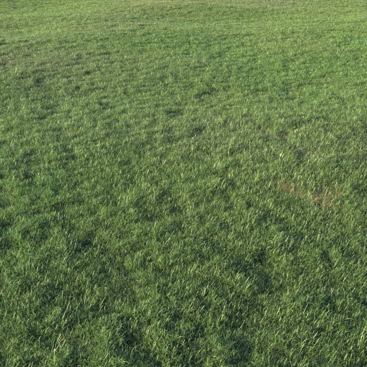 Grass Base Layer 1 - Large - Rendered Image 1