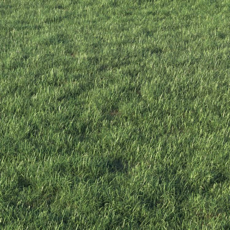 Grass Base Layer 2 - Detail - Рендерированное изображение 1