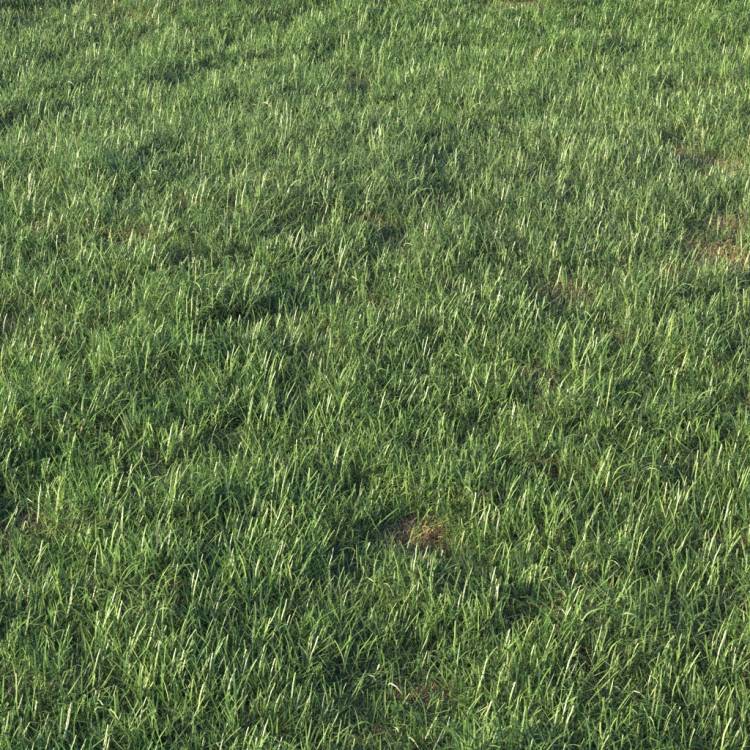 Grass Base Layer 3 - Detail - Imagen renderizada 1