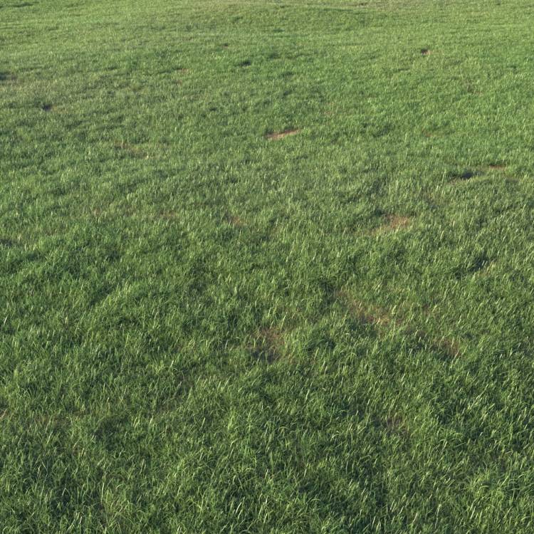 Grass Base Layer 3 - Large - Imagen renderizada 1