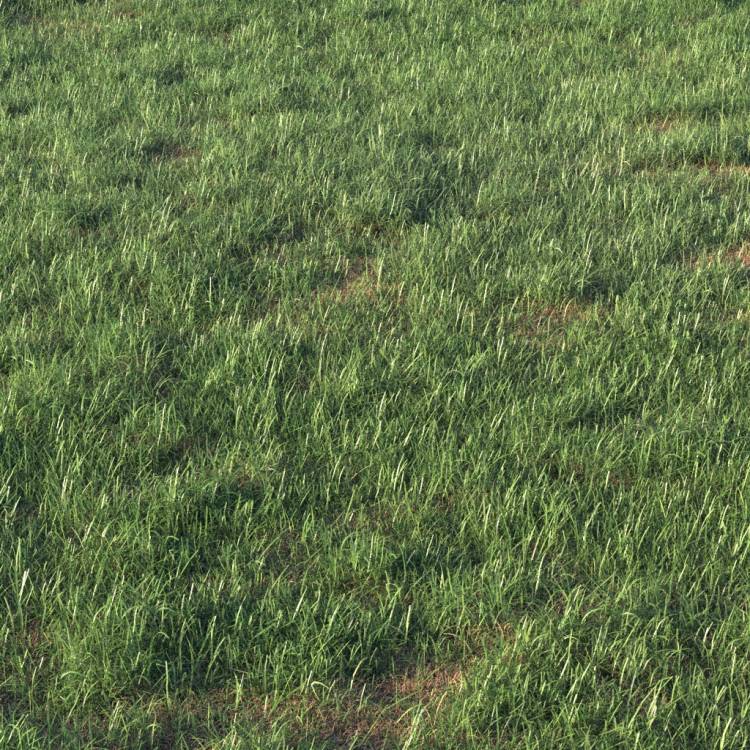 Grass Base Layer 4 - Detail - Image rendue 1