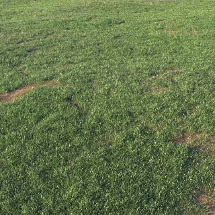 Grass Base Layer 4 - Large - Rendered Image 1
