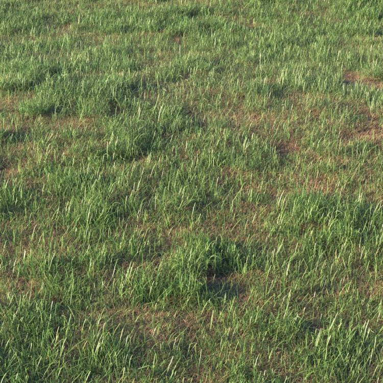 Grass Base Layer 5 - Detail - Image rendue 1