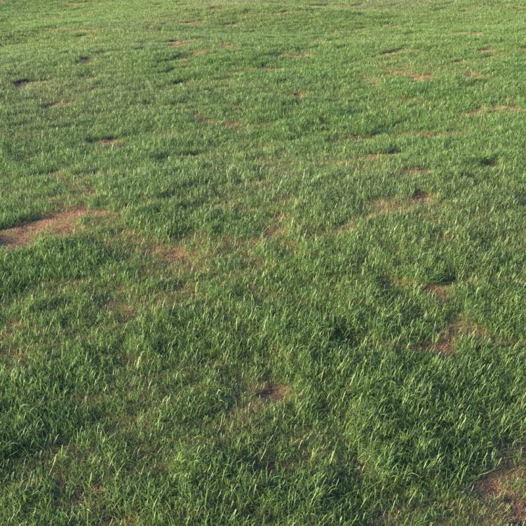 Grass Base Layer 5 - Large - Rendered Image 1