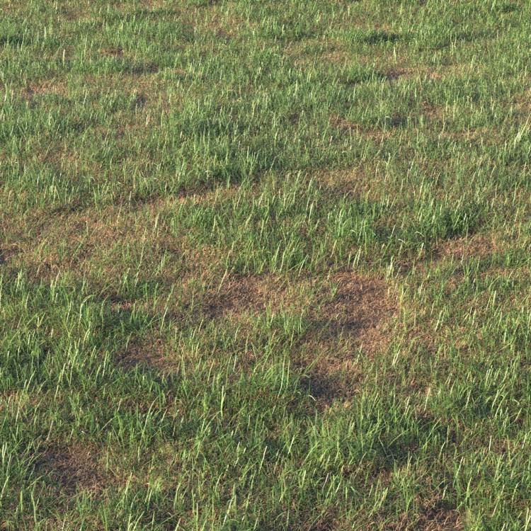 Grass Base Layer 6 - Detail - Rendered Image 1