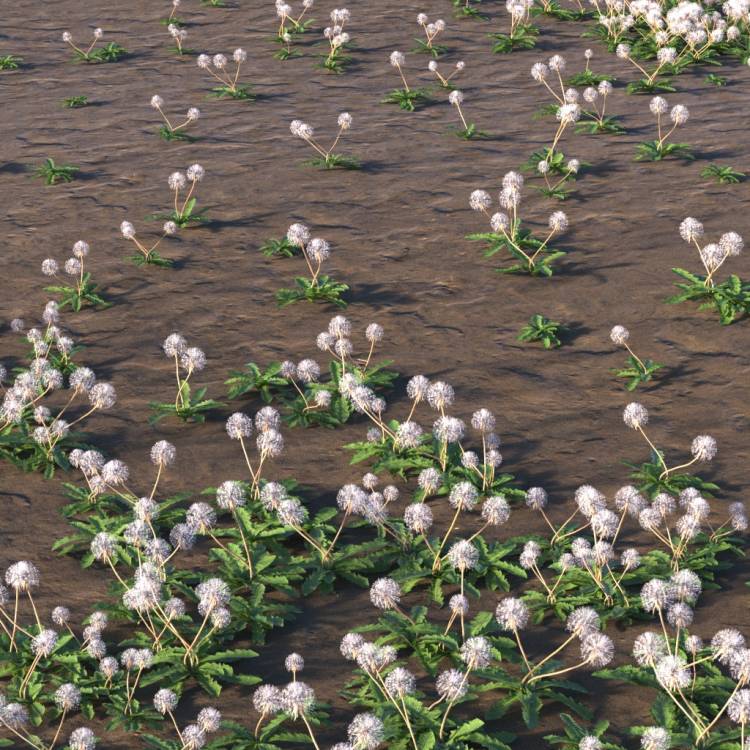 Grass Overlay Layer - Dandelion Seed - Рендерированное изображение 1