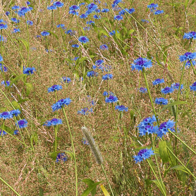 Blue Cornflower (Detail) - Image rendue 1