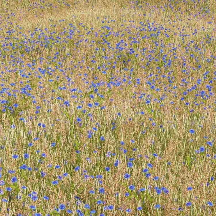 Blue Cornflower (Large) - Image rendue 1