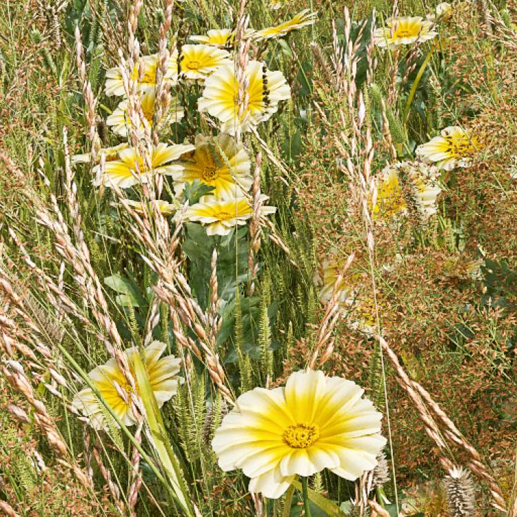Corn Marigold (Detail) - Rendered Image 1