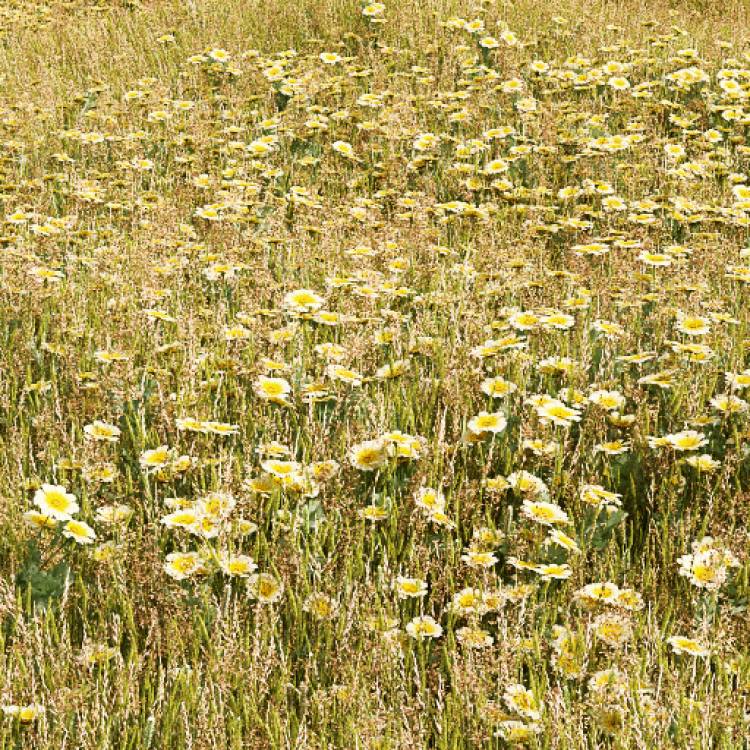 Corn Marigold (Large) - Рендерированное изображение 1