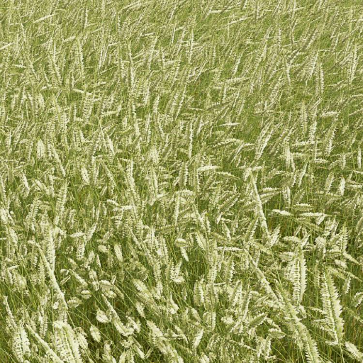 Crested Dog's Tail Windswept (Detail) - Imagen renderizada 1