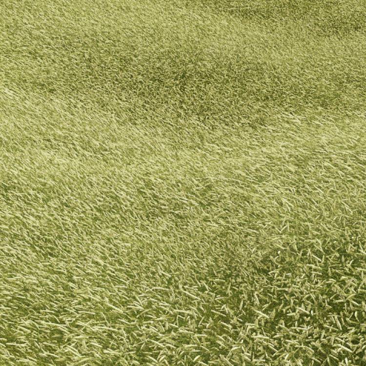 Crested Dog's Tail Windswept (Large) - Image rendue 1