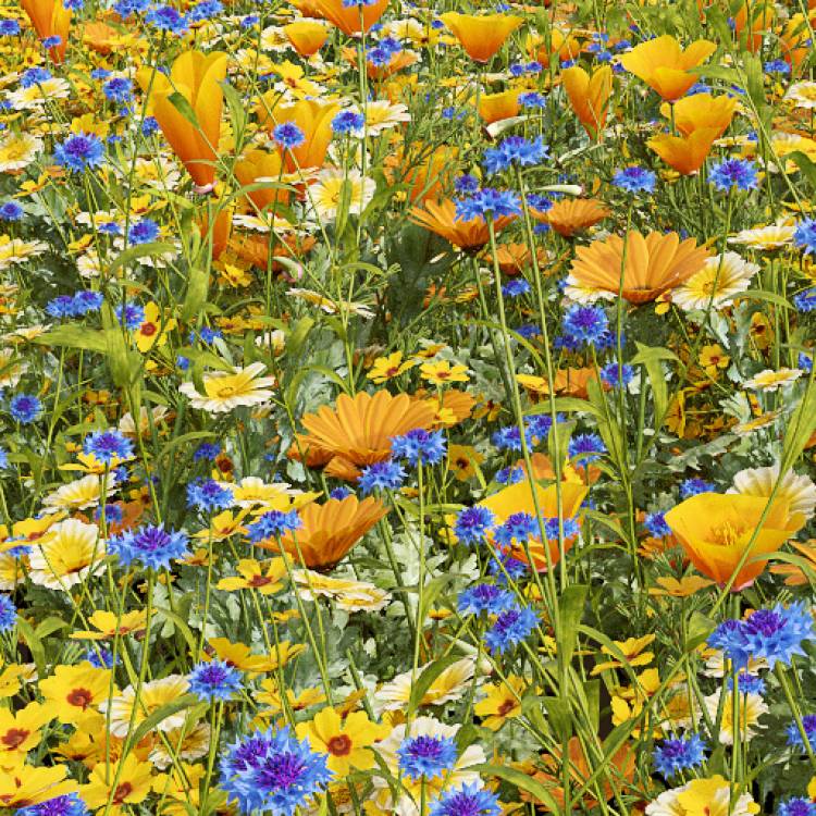 Golden Wild Meadow Dense (Detail) - Rendered Image 1